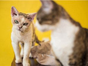 网易严选APP上线“猫咖”社区 置于首页一级入口